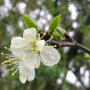 Pruimenboom 'Reine Claude Verte' hoogstam bloesem